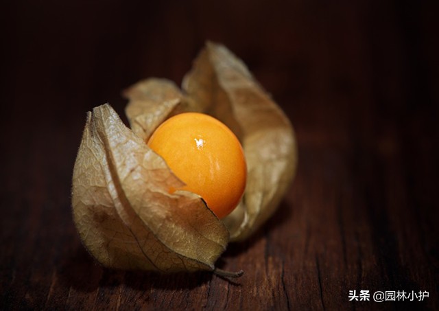 农村常见的药材植物大全,农村有什么好玩的植物还是常见的