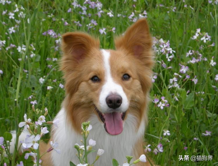 狗狗牙齿变白的方法,狗狗牙齿黄怎么变白