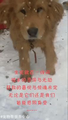 藏獒救主人感人瞬间,救助站救了一只被关多年的藏獒