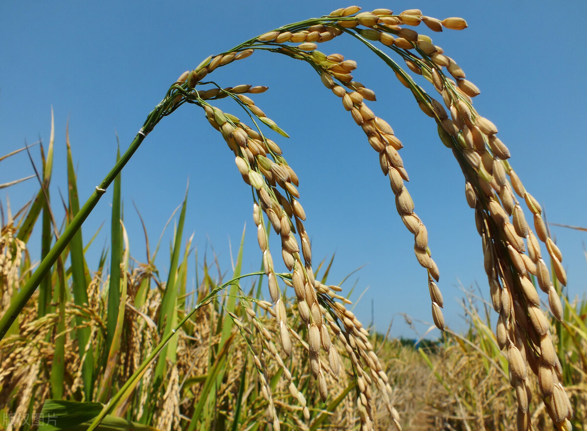 稻谷行情近日粮价为什么这么低,元旦过后玉米小麦价格怎样