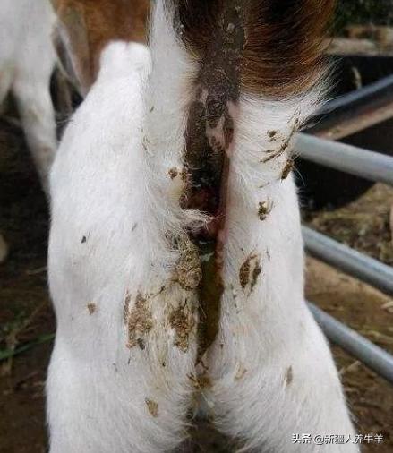 冬季羔羊疾病怎么样防治,羔羊病的症状和治疗方法