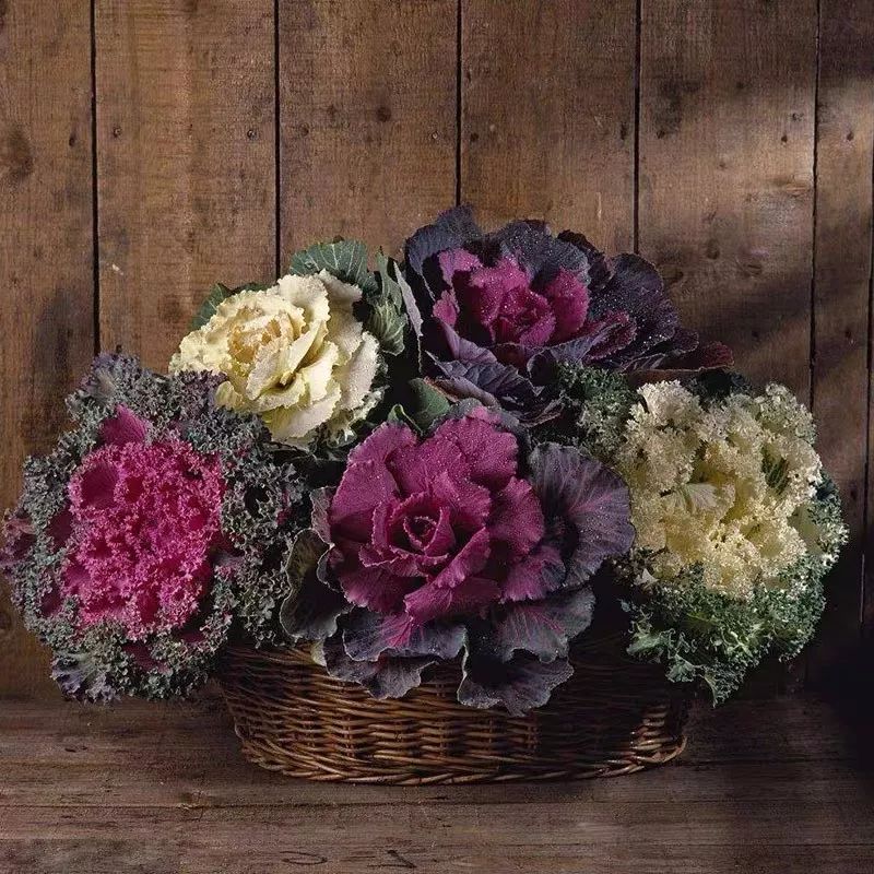 什么花喜庆又好养又好看,家养最旺财的十种花推荐