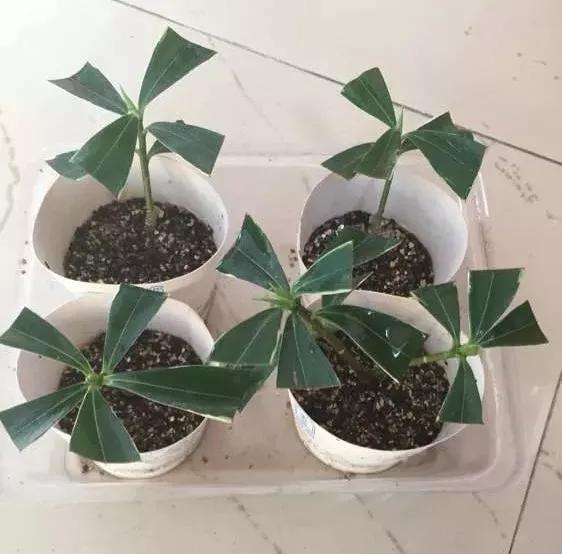 冬天能扦插蟹爪兰放室内还是室外,这4种花现在扦插最容易生根杀菌