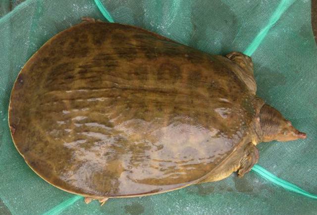 龟类分类大全图片,龟类的种类及图片大全