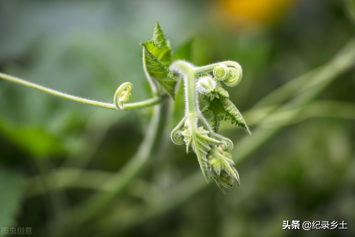 南瓜秧的头有什么好处,南瓜秧能吃吗它的功效是什么