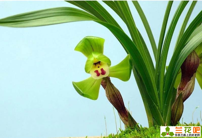兰花叶子焦尖和黑尖的区别,兰花有一叶发黄焦尖且速度很快