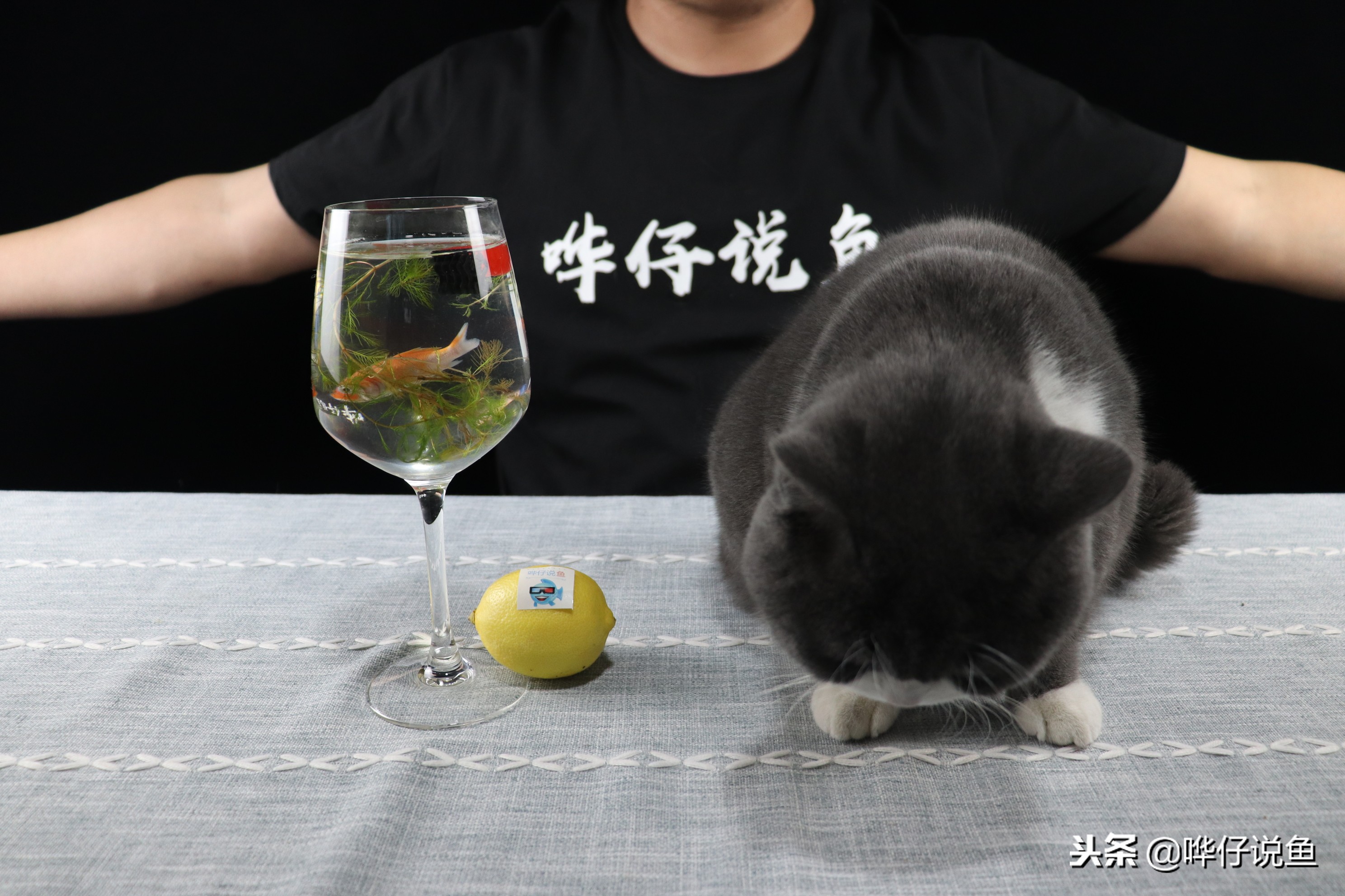 鱼缸怎样快速培养硝化细菌,鱼缸如何快速培养硝化细菌