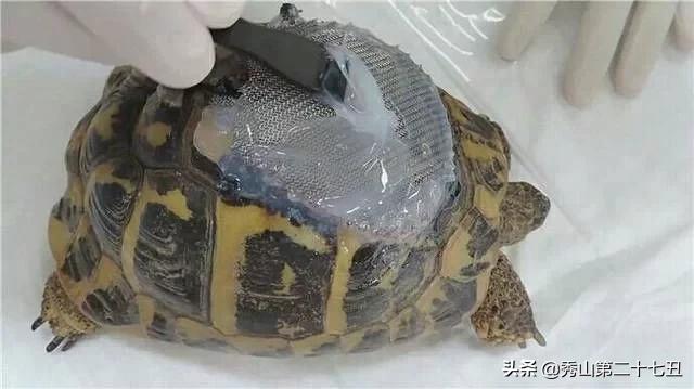 乌龟壳烂了一块,龟壳烂了一块