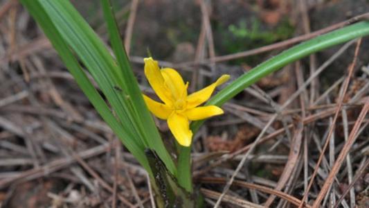 大叶仙茅植物有哪些,仙茅是一种花吗