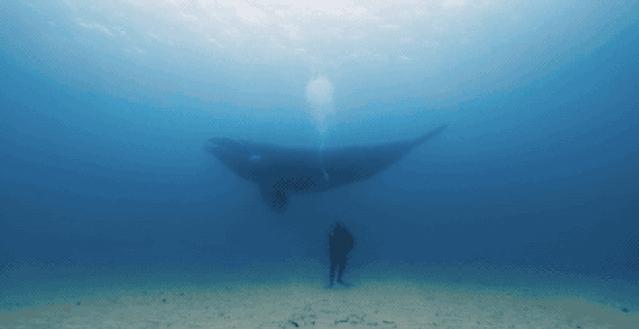 bbc封神,让很多人看一次哭一次的视频