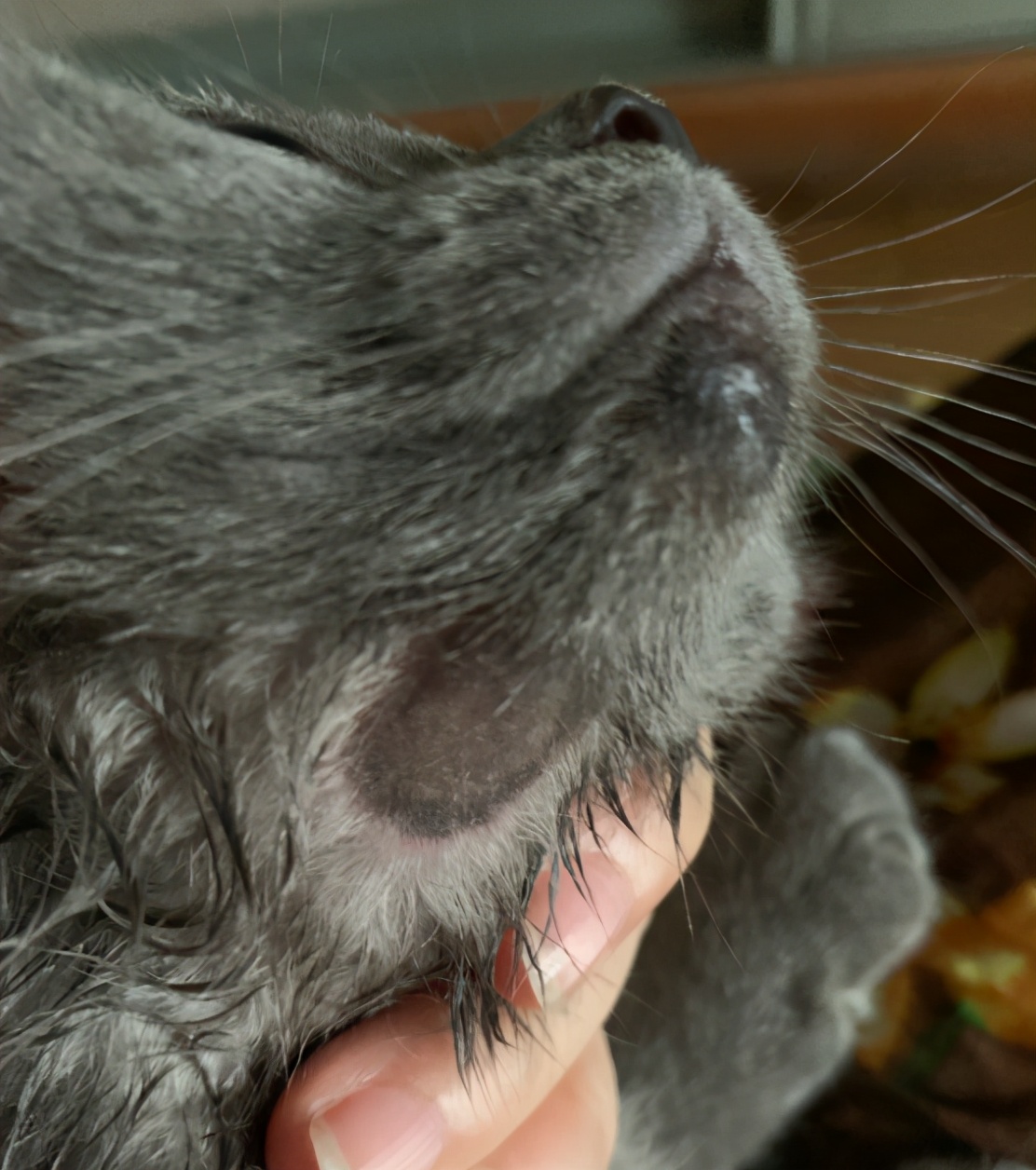 英短虎斑猫黑下巴怎么回事,银渐层猫咪黑下巴治疗