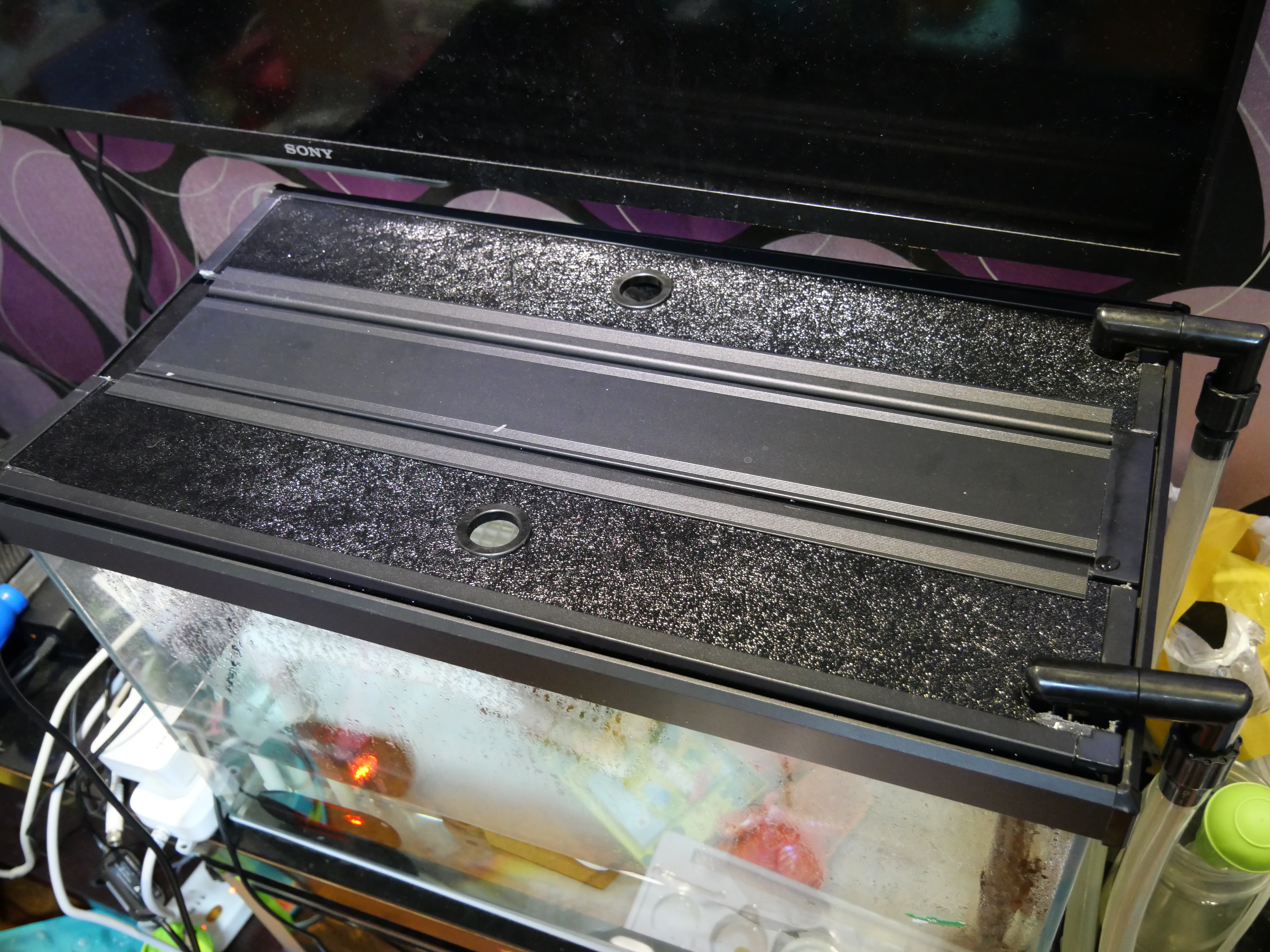 从乌龟下蛋到孵出小乌龟全过程,蛋龟刚出壳的龟苗怎么养