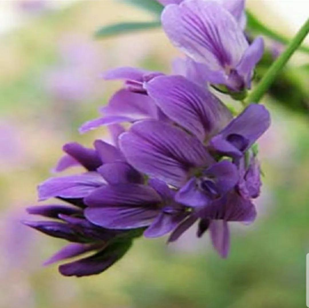 神秘变色花：一下雨就隐形又透明，芳踪难觅！和你捉迷藏的美人花