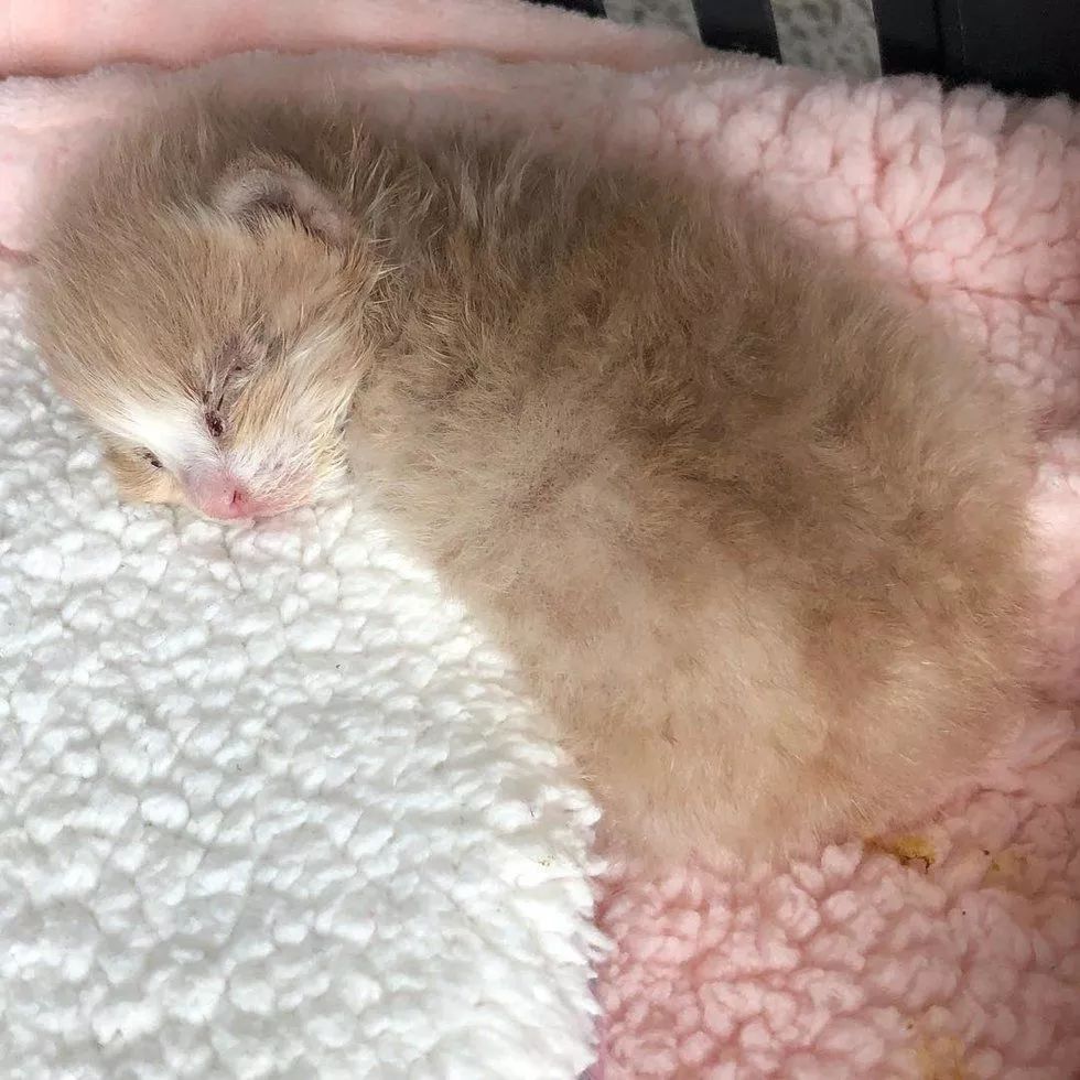 流浪橘猫长大,流浪橘猫逆袭长毛