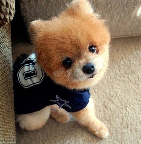 冬天怎么给狗狗洗澡才能不生病,狗狗不洗澡也能保持干净的方法