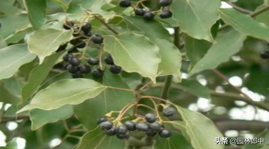 十年树龄香樟树叶发黄怎么办,香樟叶子发黄什么原因