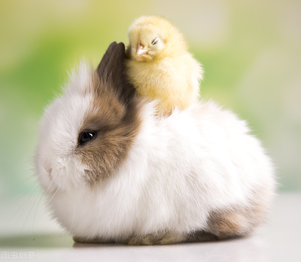 兔子拉软便要停食吗,兔子拉软便会恢复吗