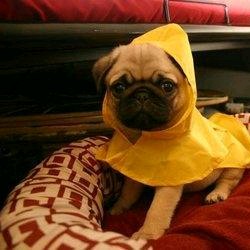 如何挑选一只极品的八哥,怎么挑选一只漂亮的八哥犬