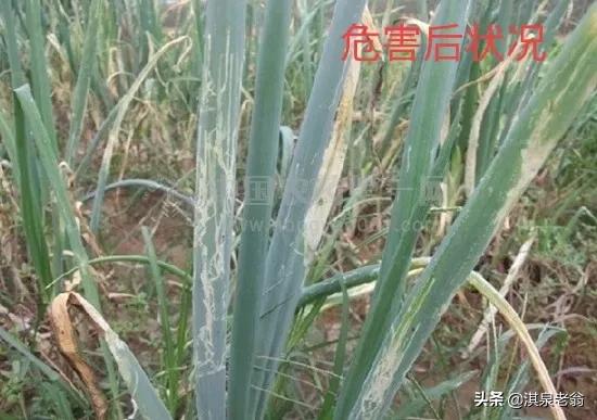 大葱生地蛆是怎么回事,大葱移栽后有地蛆怎样处理