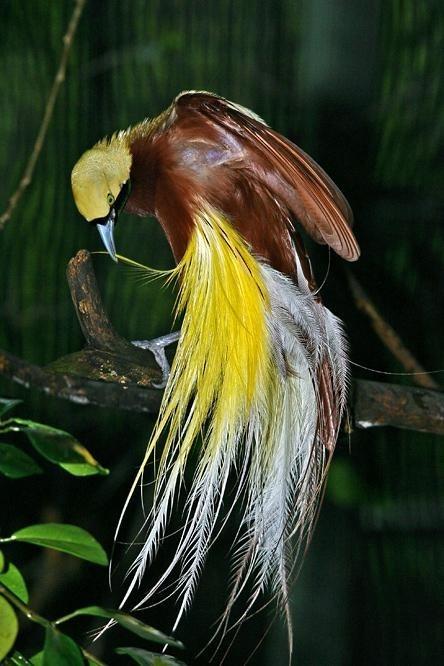 养鸽子不知道的知识,养鸟知识科普