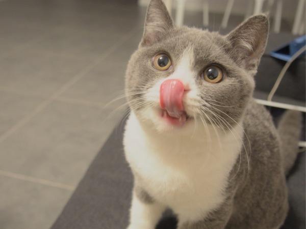 英短猫一旦出现这个6表现，离生病就不远了