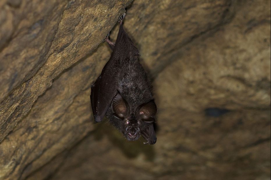 丽水白云山最新视频,丽水莲都区白云山公园山洞