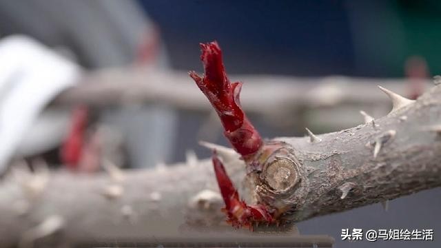 月季下面的芽点是不是要去掉,月季每个叶片都发了芽点怎么处理