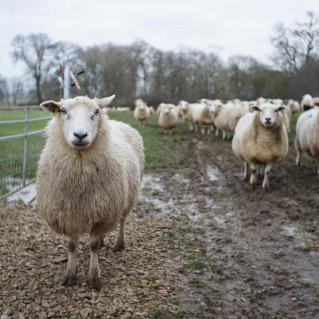 这些泰国明星的隐藏技能比专业厉害！好看皮囊和有趣灵魂真能共体