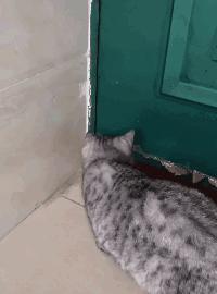 如何让猫咪不怕热,家里没空调猫该怎么办