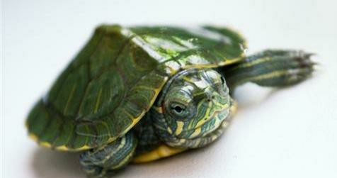 龟类分类大全图片,龟类的种类及图片大全