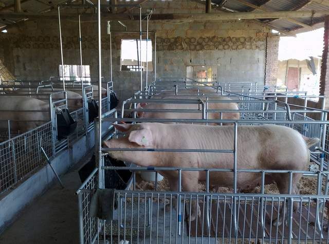 母猪产后不食偏方大全,母猪产后10天突然不爱吃食了