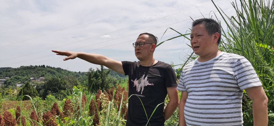 红了!红了!这些天的南充市嘉陵区龙蟠镇真的是“红遍天”了