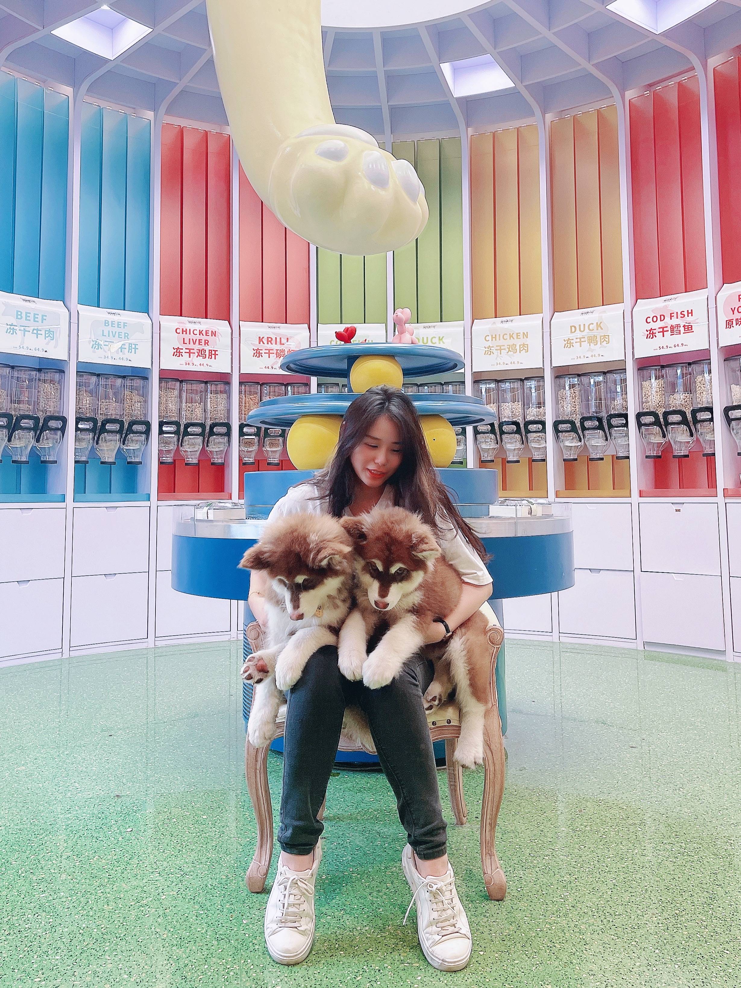 第一次养阿拉斯加犬需要注意什么,阿拉斯加犬怎么养新手必看