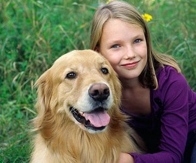 家里养金毛会臭吗,家里养金毛一点都不老怎么办