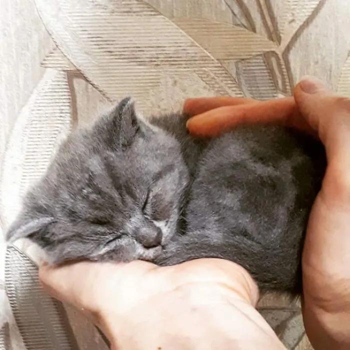 俄罗斯女子收养一只流浪橘猫,俄罗斯女孩收养猫