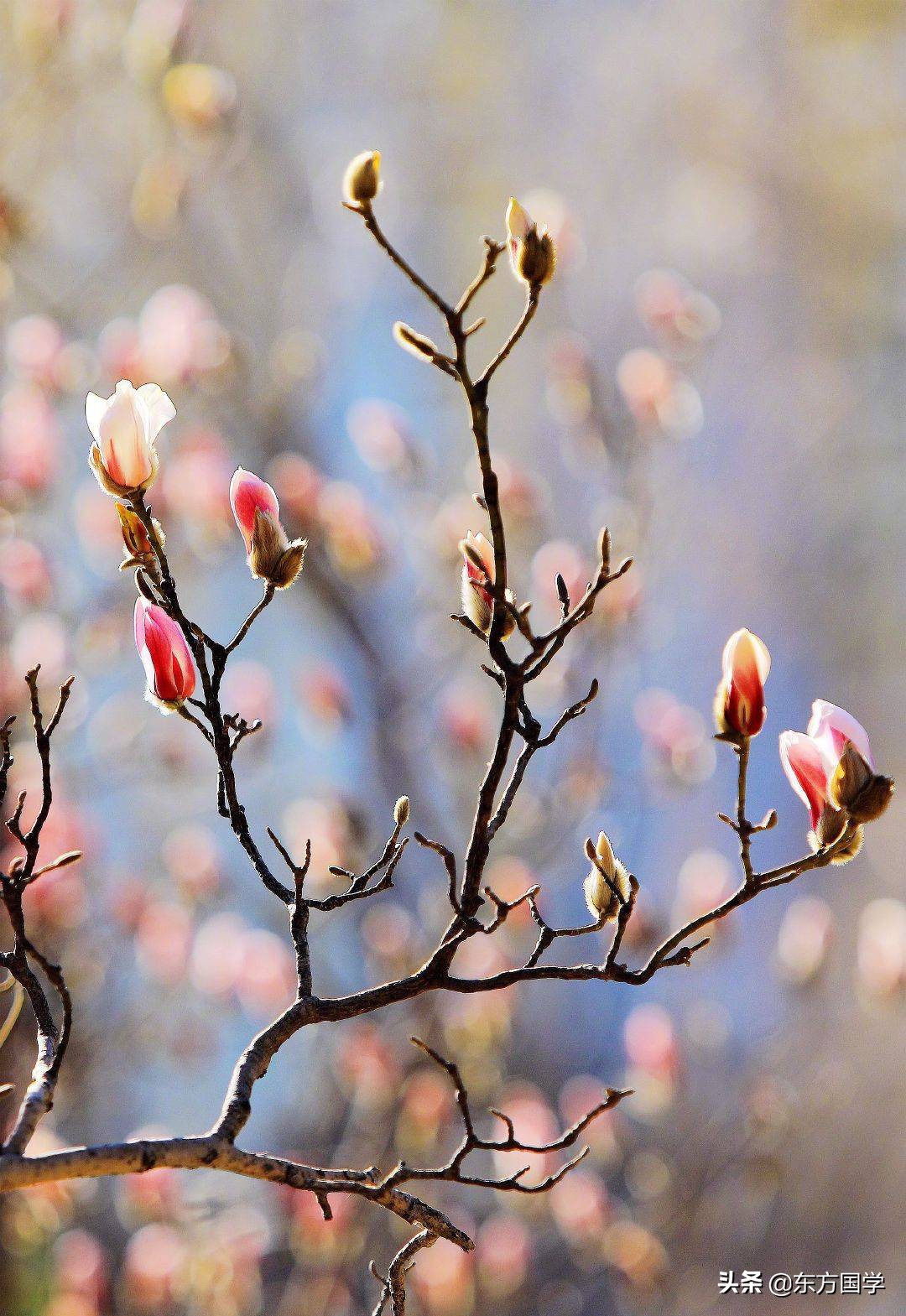 @所有人,周末一起赏玉兰,五处北京玉兰美景