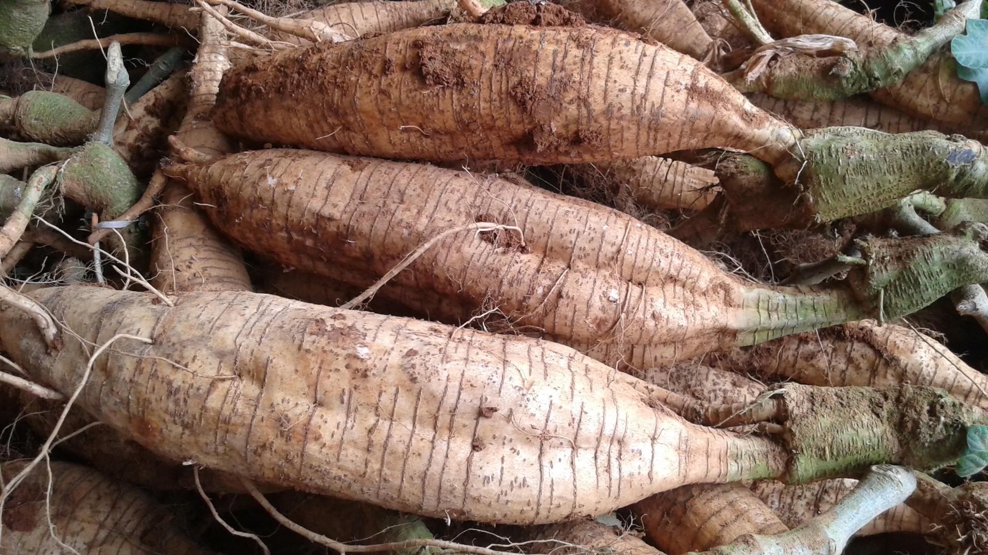 这种植物全身都是宝一斤能卖500多,农村一不起眼的植物一斤要200多