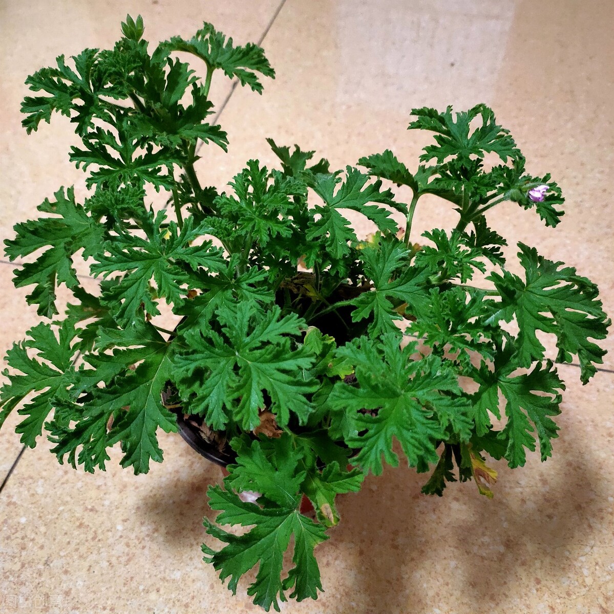 夏天院子蚊虫多咋办,庭院蚊虫多怎么办有何妙招