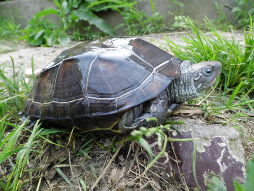 乌龟吃鱼粮有什么坏处,乌龟能吃活鱼吗