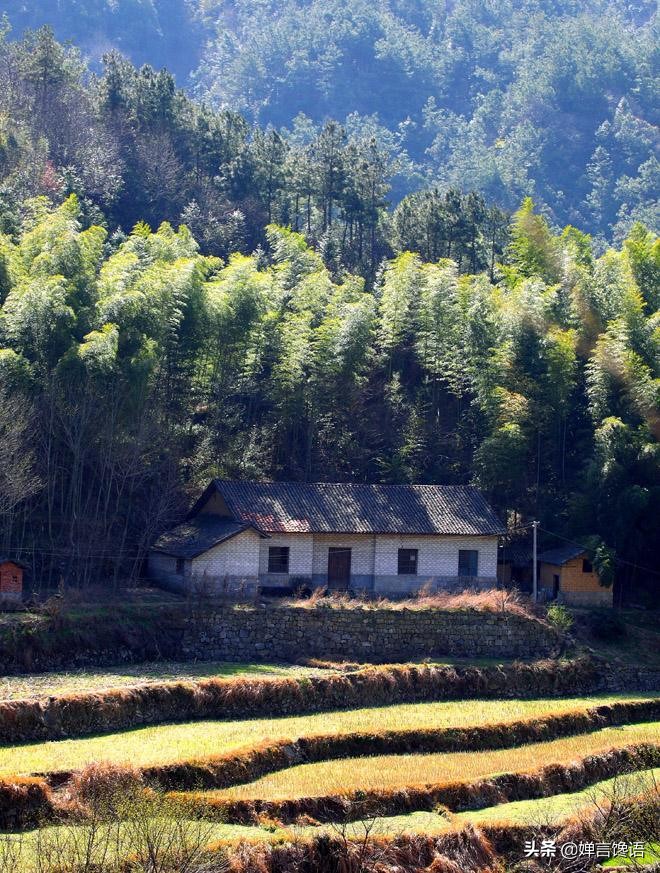 中国为什么是桃子的故乡,故乡的桃子