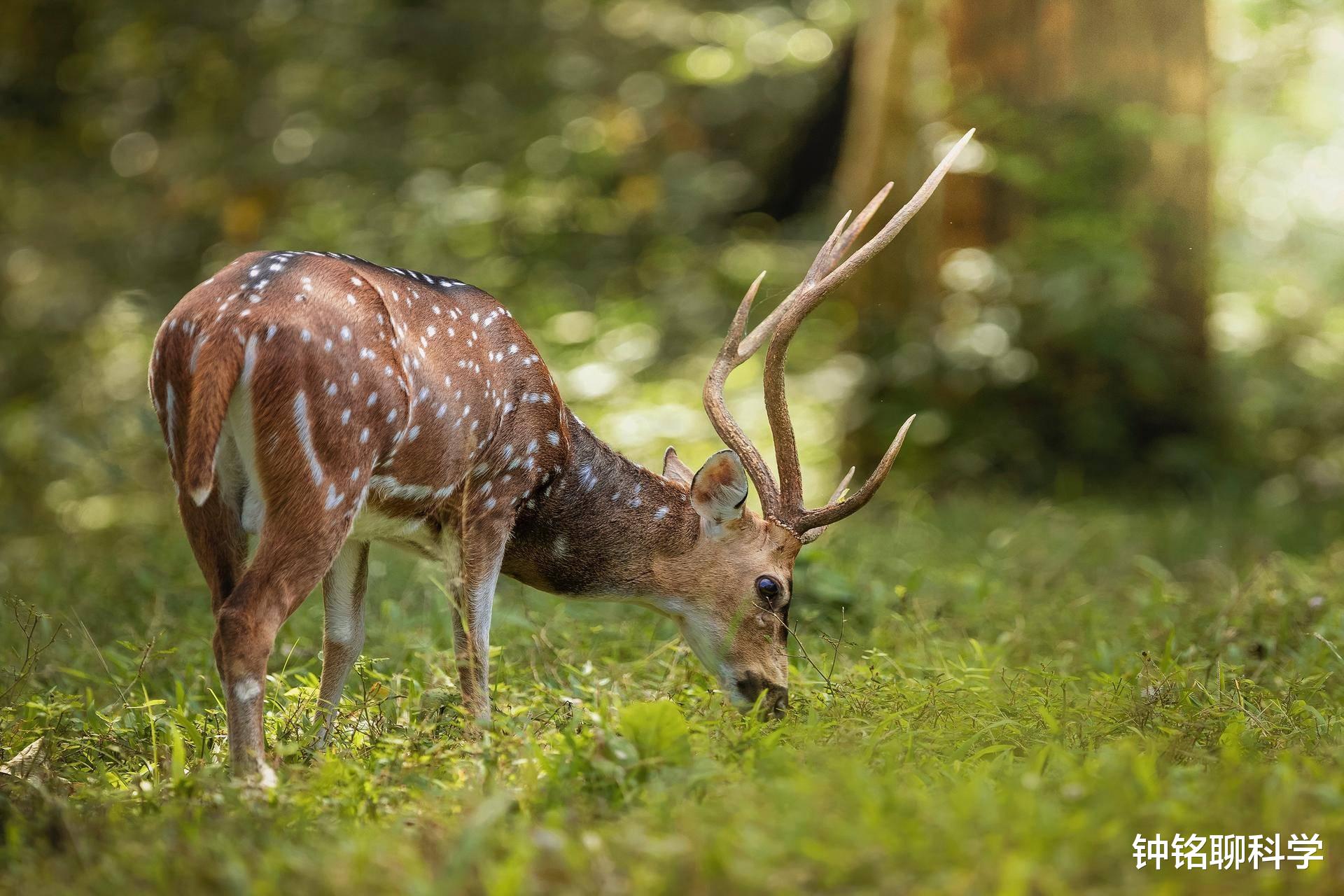 鹿茸基本常识介绍,鹿茸知识