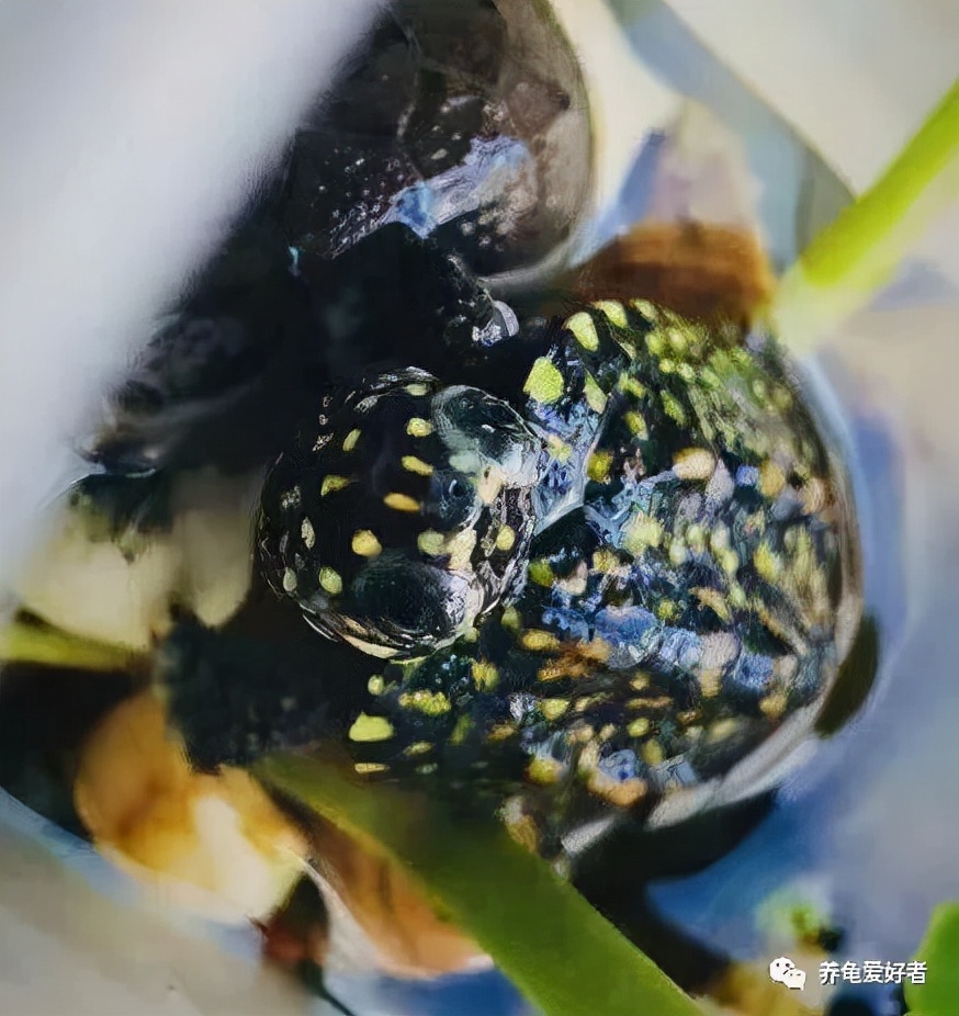 给龟换了水龟怎么老想往外爬,刚给龟换完水能喂食吗