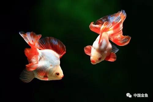 金鱼饲养入门常识,金鱼饲养密度计算公式