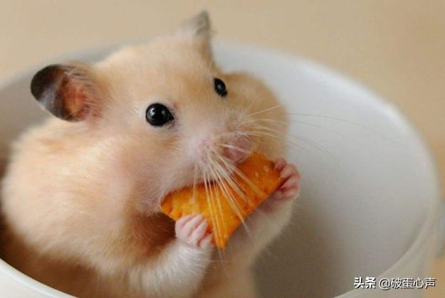 仓鼠太小了牙太长了怎么办,仓鼠牙齿怎样才算健康