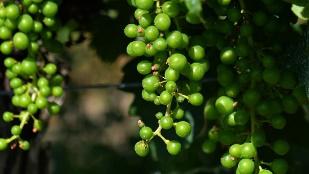 凉州词葡萄美酒夜光杯古诗讲解,王翰葡萄美酒夜光杯完整版视频