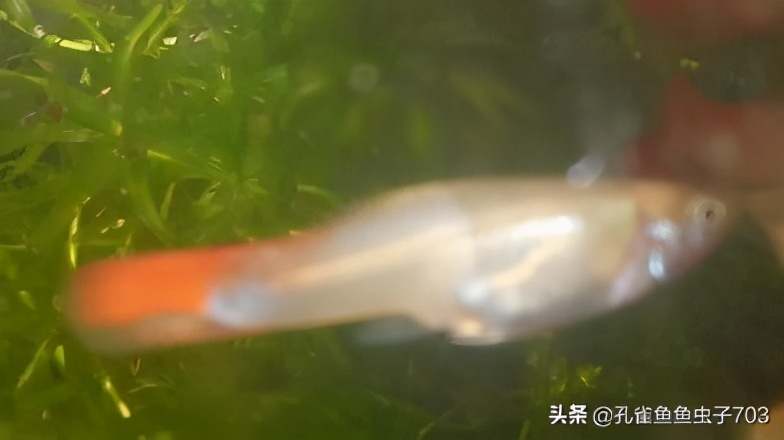 孔雀鱼怎么体内驱虫最有效,如何给孔雀鱼选择饲料