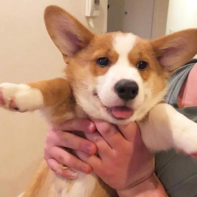 养狗值得吗知乎,新手养狗不建议养吗知乎