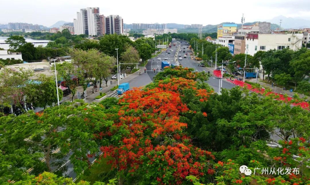 凤凰花从化,从化江浦凤凰花