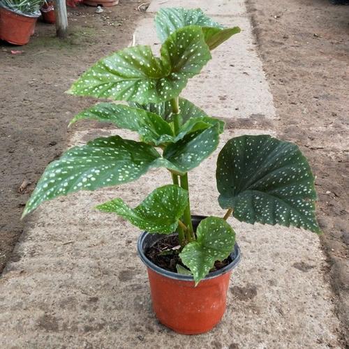 竹节海棠叶子变白了怎么办,竹节海棠叶子发白