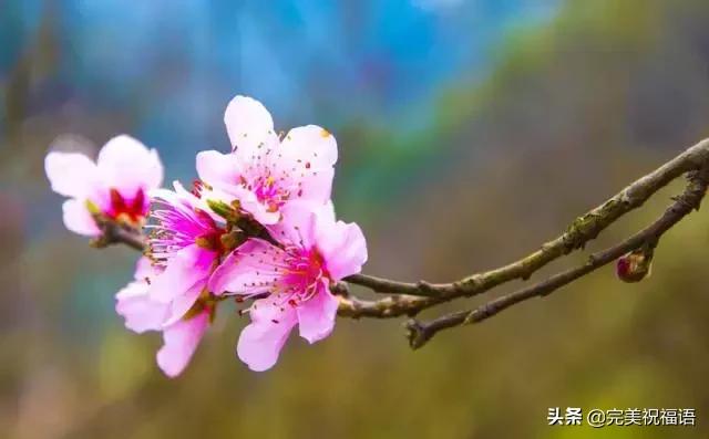 春分节气早安祝福,今日春分早安心语